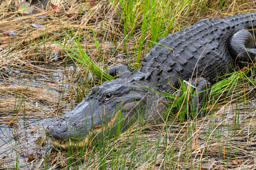 Closeup view of a large alligator among reeds and swamp in the Everglades.