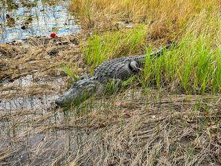 Large alligator among reeds and swamp in the Everglades.
