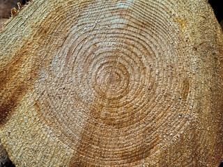 Naklejka premium Close up of the rings on the end of a large mature tree trunk after felling