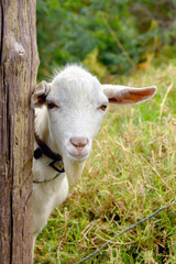 Obraz premium Portrait of a goat peering from behind a large wooden pole. No people.