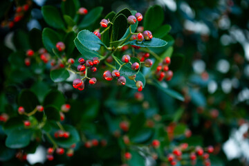 free place. natural background from tropical plants. For mounting a product display