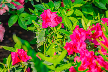 Rhododendron indicum is an azalea Rhododendron species native to Japan. A beautiful spring flower...