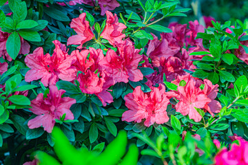 Rhododendron indicum is an azalea Rhododendron species native to Japan. A beautiful spring flower...