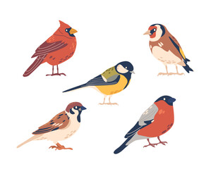 Fototapeta premium Chickadee, Northern Cardinal, Sparrow, Goldfinch and Bullfinch Birds Isolated on White Background. Beautiful Creatures