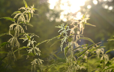Nettle stem with flowers, seeds and bee on a green leaf brightly lit by the sun on a sunny summer day. Green field grass. Brightly shining sun