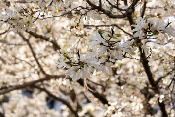 The abundant flowering of magnolia cobus (Magnolia kobus DC.) Natural spring background of many white flowers on a tree branch in the garden.