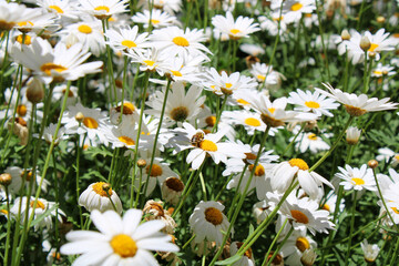 Beautiful white daisy flowers