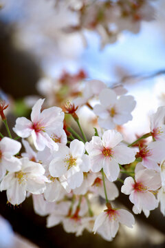 Background material photo of a close-up of cherry blossoms in full bloom