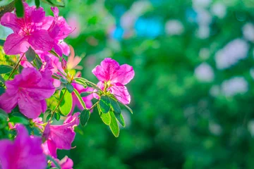 Fototapeten Rhododendron indicum is an azalea Rhododendron species native to Japan. A beautiful spring flower in shades of purple. Kirishima-tsutsuji © Mister