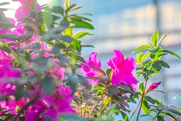 Foto op Aluminium Rhododendron indicum is an azalea Rhododendron species native to Japan. A beautiful spring flower in shades of purple. Kirishima-tsutsuji © Mister
