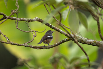Oriental magpie robin in the forest on Madagascar. Copsychus saularis in natural habitat. Brown bird with white stain on the wings. 