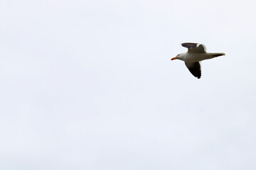 Seagull in flight on a cloudy day
