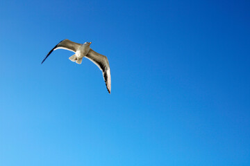 Fototapeta na wymiar Seagull flying seen from below