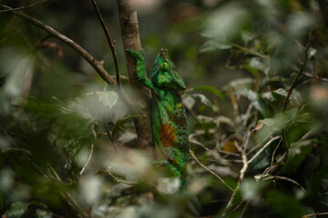 Parson's chameleon is climbing in the forest on Madagascar. Green calumma parsonii is looking for food. Big chameleon in natural habitat. 