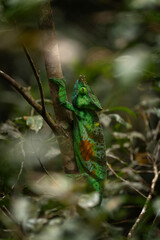 Parson's chameleon is climbing in the forest on Madagascar. Green calumma parsonii is looking for food. Big chameleon in natural habitat. 