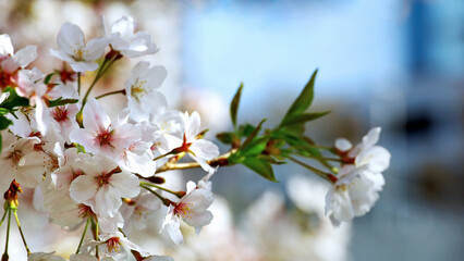 Background material photo of a close-up of cherry blossoms in full bloom