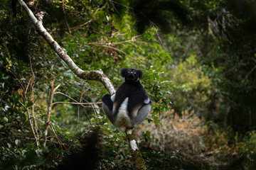 Indri on the tree in Madagascar island. The biggest lemur on Madagascar. Black and white primate in the forest. Exotic wildlife. 