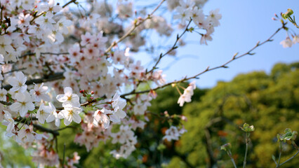 Background material photo of a close-up of cherry blossoms in full bloom