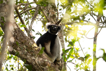 Indri on the tree in Madagascar island. The biggest lemur on Madagascar. Black and white primate in the forest. Exotic wildlife. 