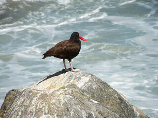 South American black oystercatcher bird