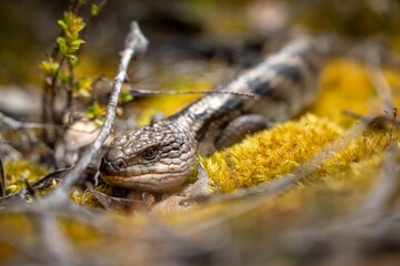 australian blue tongue lizard in tasmania australia