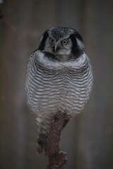 hawk-owl (Surnia ulula). winter