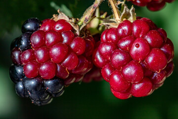 Blue blackberry. Rubus caesius. Close-up.