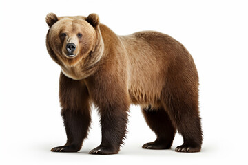 Brown bear image photo, white background