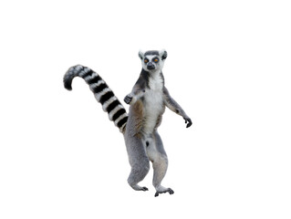 lemur with raised tail isolated on white background