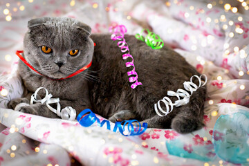 Beautiful fluffy grey Scottish Fold cat in Christmas streamer is lying on spread out bed. Christmas...