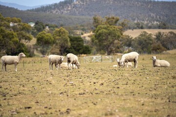 flock of shorn sheep in a dry paddock in summer with short grass
