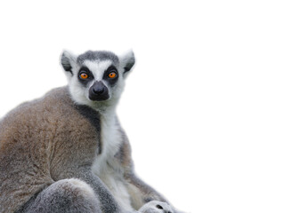 lemur isolated on white background © fotomaster