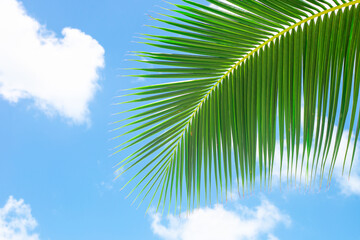 Green beautiful palm leaf against a blue sky with clouds. Tropical background