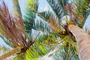 Two palm trees with fluffy crowns against the sky, view from below. Tropical landscape.