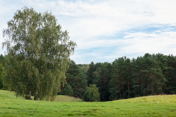 Lithuanian nature landscape in summer time with two large birch trees, green meadow and pine forest in the distance