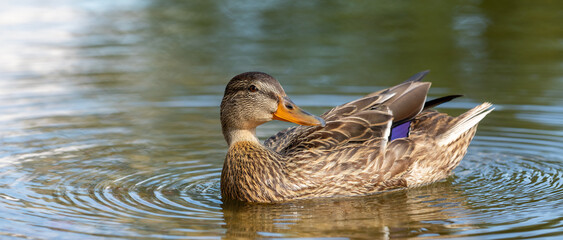 A lone mallard duck swims in blue water with waves in a pond with his head up. The duck is reflecting. Panoramic photo in close up, there is free space for text