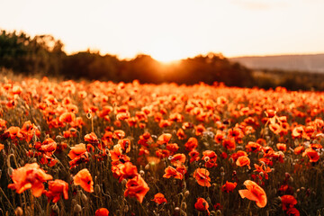 Field poppies sunset light banner. Red poppies flowers bloom in meadow. Concept nature,...