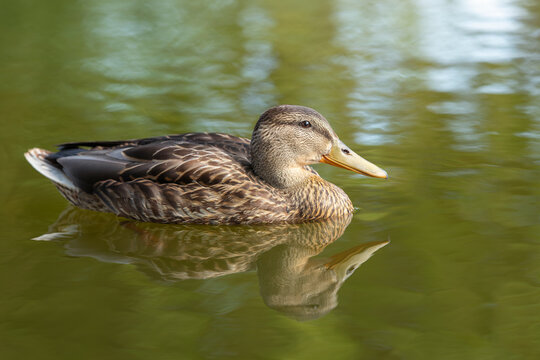 Portrait of a brown female of duck on the green water with waves and reflection. Close up photo
