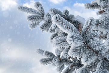 Snow is falling on a severely frozen fir branch against the background of the sky