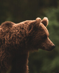brown bear in the forest