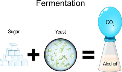 Fermentation. metabolic process.