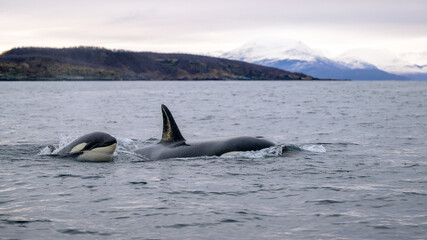 Orca killer whale (Orcinus orca) spotted at whale watching outside Skjervøy, Tromsø, Norway