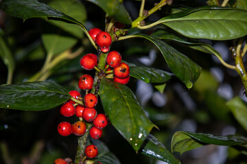 Closeup Rain Drops on Red Holly Berries