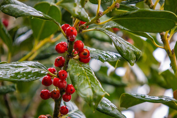 Closeup Rain Drops on Red Holly Berries
