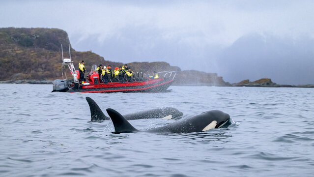 Orca killer whale (Orcinus orca) spotted at whale watching outside Skjerv&oslash;y, Troms&oslash;, Norway