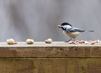 Chickadee standing on a wooden railing eating peanuts.
