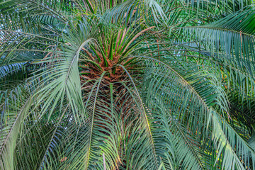 Background of Phoenix reclinata green leaves in the natural park. It is also known as the wild date...