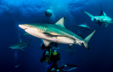 Blacktip ocean shark swimming in tropical underwaters