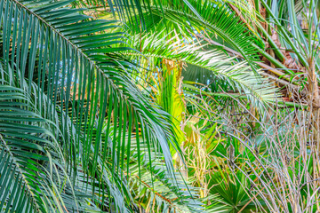 Background of Phoenix reclinata green leaves in the natural park. It is also known as the wild date palm, Arabian date palm, or Senegal