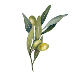 Watercolor olive tree branch with leaves and green olives fruit isolated on white background. Hand painted floral illustration for wedding stationary, greetings, wallpapers, print, fabric.